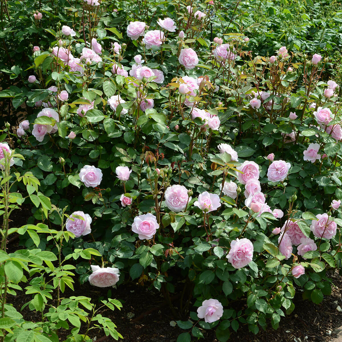 Travis Us Open Roses David Austin 'Olivia Rose Austin' Roses (6L Pot) – Ruxley Manor Garden ...