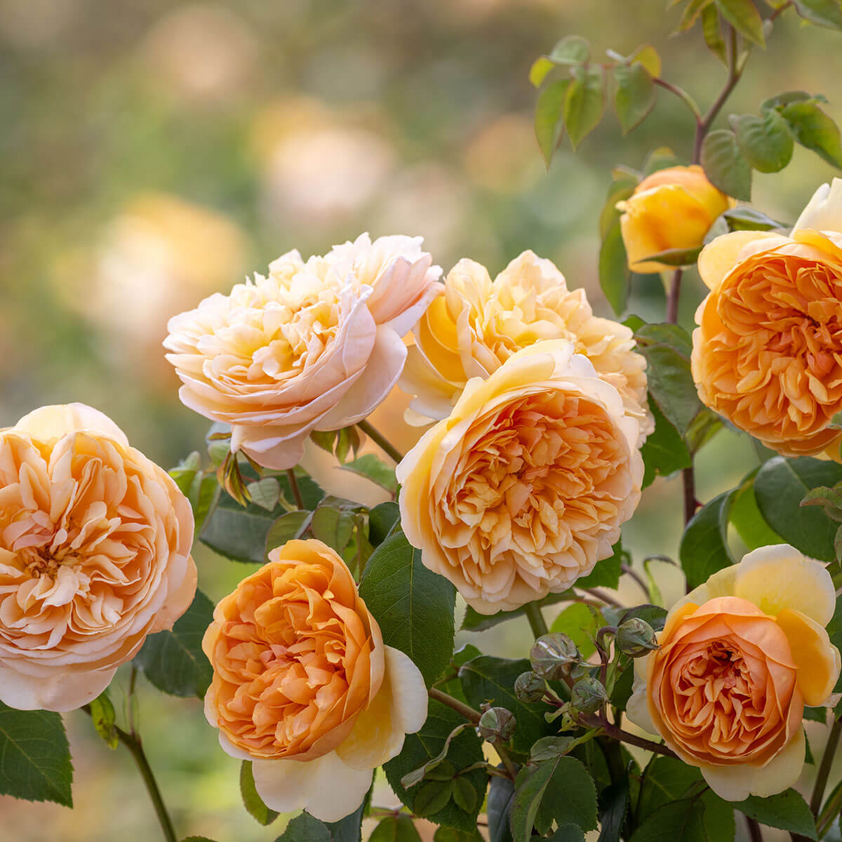 David Austin 'Bring Me Sunshine' Roses (6L Pot) – Ruxley Manor