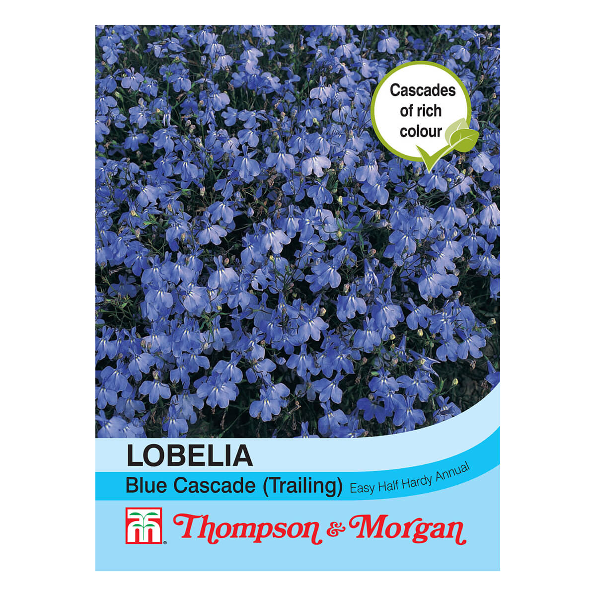 Lobelia (Trailing) Blue Cascade - Ruxley Manor