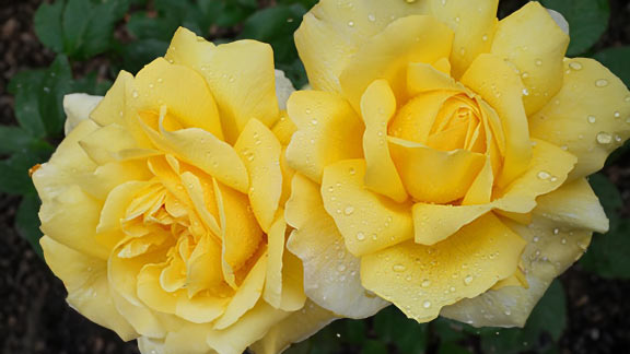 Yellow Roses